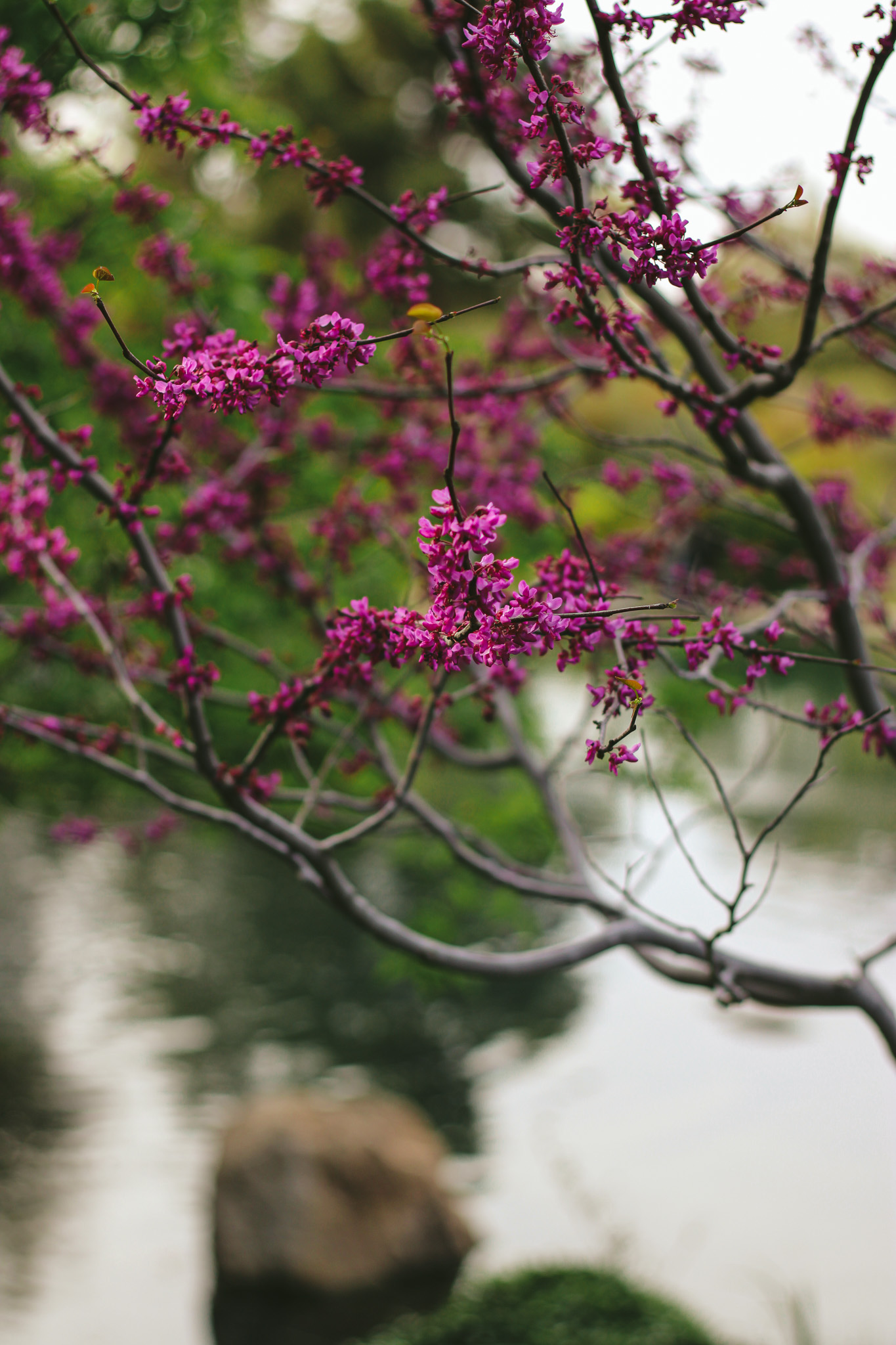 Japanese Friendship Garden design 1