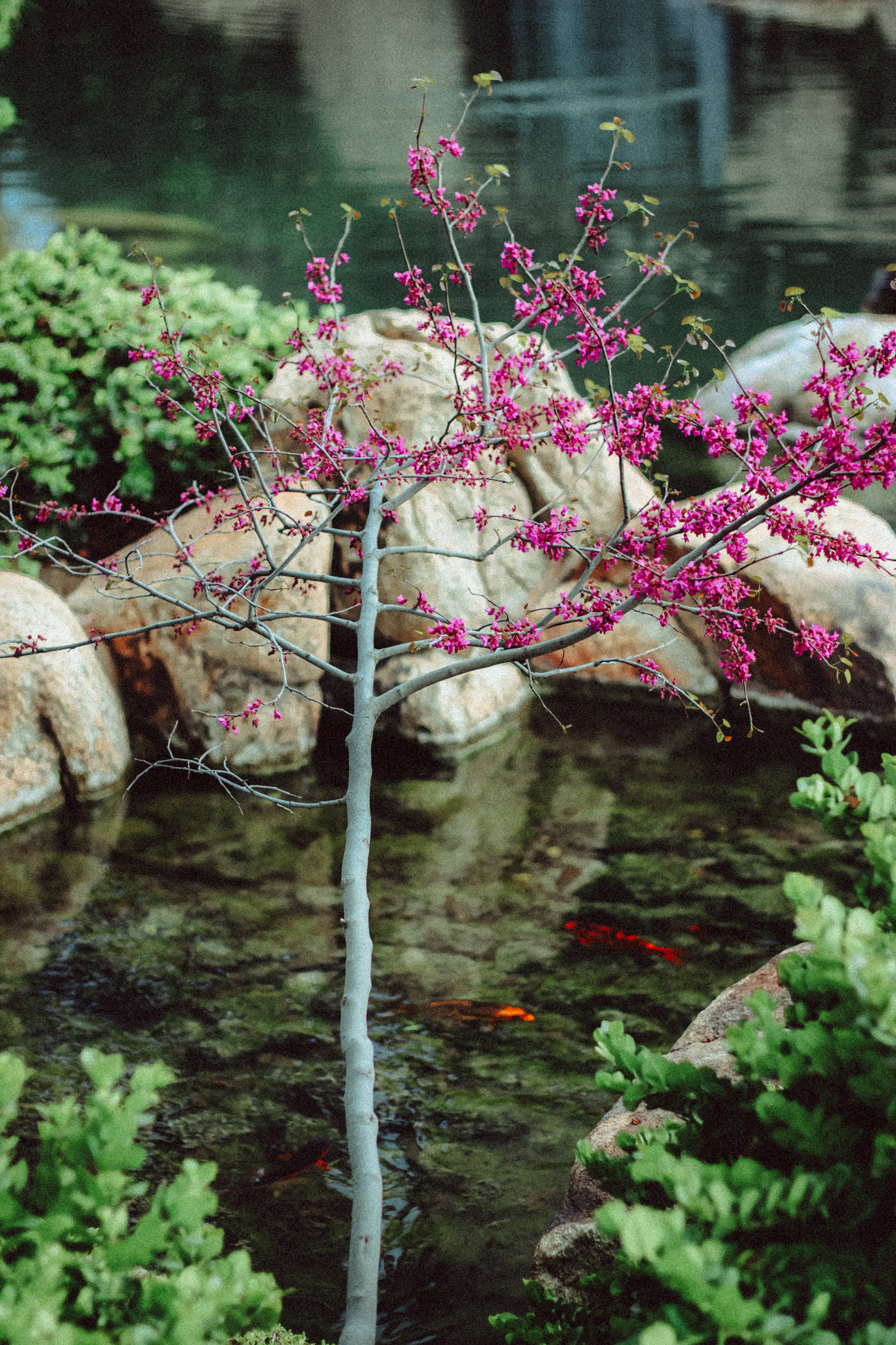 Japanese Friendship Garden design 4
